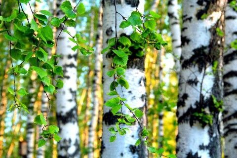 Какие цветы нельзя сажать на кладбище